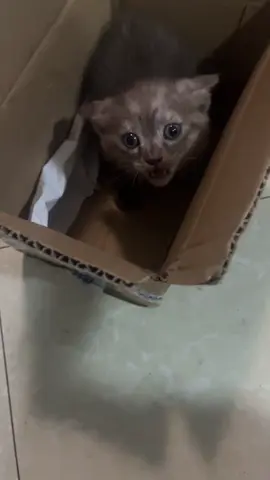 hiss cat 😺#kitten #kitty #catsoftiktok #kitten #cat #fyp 