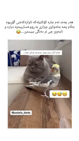 #😂😂😂 #mustafa_birds 