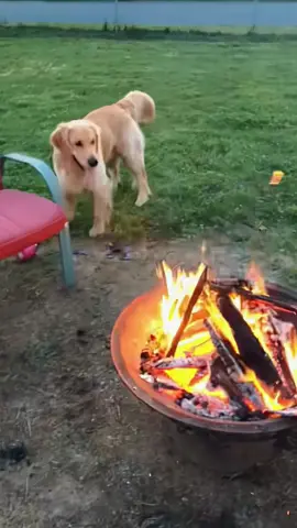 The comical behavior of the golden retriever that cannot be understood.🐶❓😂😂😂#funnydog #funnyvideos #dog #dogs #pet 