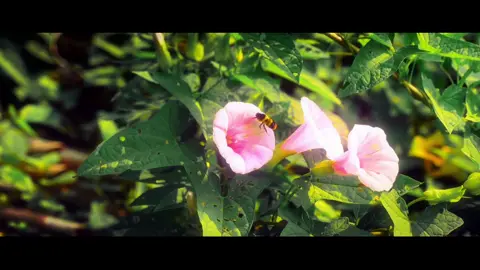 Cinematic Today 🌺. #chill #cinematic #huyok2k3 #fyp 