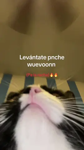 #cat levántate wuevon 