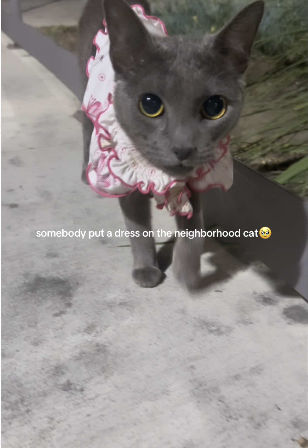 I wish I can rescue all cats and kittens man, my little ole heart can’t bare seeing this stuff🥺 #catsoftiktok 