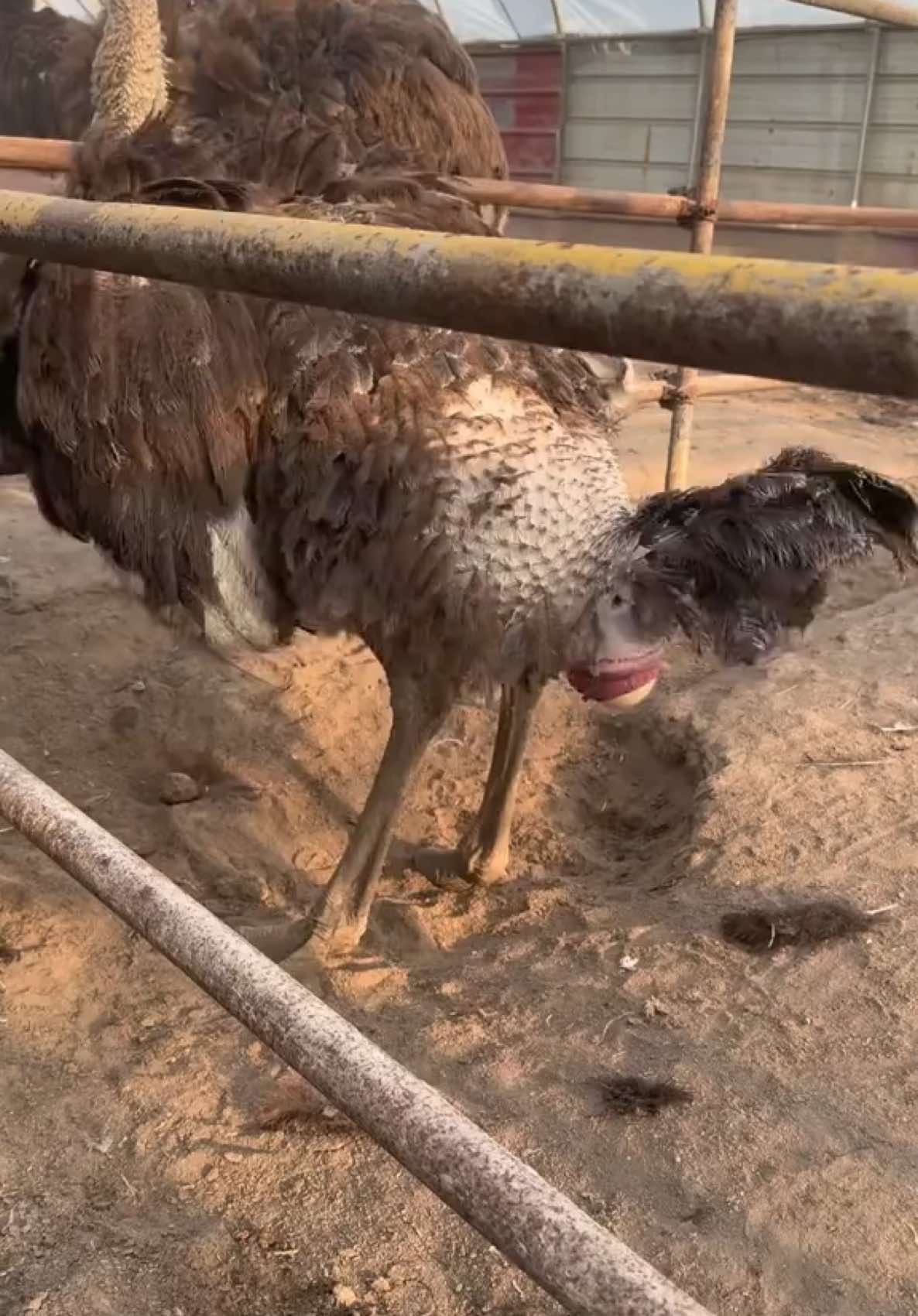 Ostrich egg! #ostrich #egg #farming