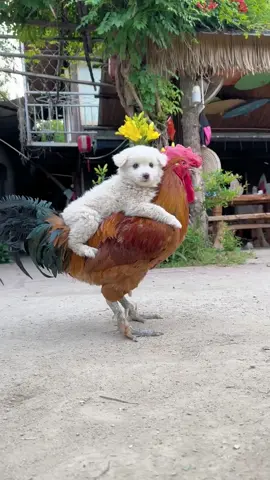 Nanny Chicken #pet
 #pets
 #chicken
 #petchicken
 #fyp
 #tiktok
 #wow
 #chickens
 #chickenlife
