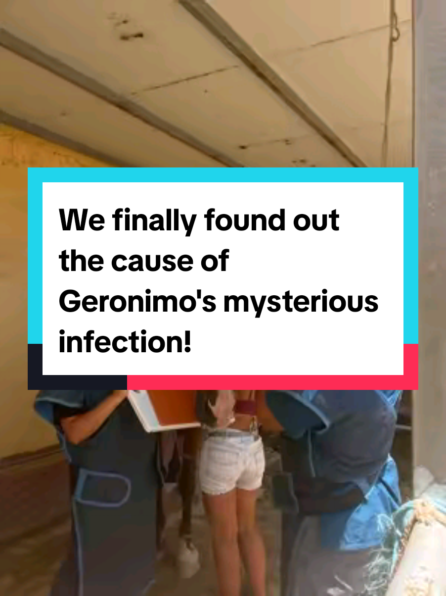 Geronimo finally has answers — now he needs your help to heal. For weeks, Geronimo, our rescued horse, has been battling a distressing mystery: a constant, foul-smelling discharge from one nostril. Despite weeks of antibiotics, pain relief, and multiple vet visits, nothing brought answers — until now. Yesterday, after finally managing to get clear X-rays, we got the diagnosis: a crack in one of his back molars, one of the teeth right at the back of the mouth — incredibly difficult to reach in horses. This hidden crack has caused a deep, chronic infection that has now spread into his sinus, explaining the ongoing nasal discharge and his clear discomfort. The next steps won’t be easy. Geronimo will need specialist dental surgery to remove the damaged tooth, put in a drain in his sinus and clear the infection. But living on a small island means we have no hospital equipped to perform this type of complex operation. So not only will he need surgery — he’ll need to be transported to another island, which dramatically increases the cost. We're now facing a bill of over €2.500, possibly closer to €3.000, once we factor in: Specialist transport The operation itself Hospital stay and follow-up care It already cost us € 500,00 yesterday just to get the diagnosis — and that doesn’t include the weeks of tests and treatments he's had leading up to this point. Geronimo has been incredibly brave throughout all of this. Now that we finally know what’s wrong, we’re desperate to get him the help he needs — but we can’t do it without support. If you’re able to donate, even a small amount, it would go directly toward Geronimo’s surgery and recovery. If not, sharing this post can still help massively by spreading the word. Let’s get this gentle boy out of pain — and finally give him the life he’s been waiting for. Ways you can help -🙌 SocialSync - link in stories Bizum - 672350505 PayPal - donations@tenerifehorserescue.com IBAN- ES36 0081 0608 3800 0173 7577 Book a visit - call +34 644126126 Sponsor an animal or volunteer - visit our website. www.tenerifehorserescue.com He’s such a kind, gentle soul — and right now, he really needs a village behind him. 💛 #HorseRescue #RescueHorse #SavingHorses #HorseRehab #RescueEquine #EquineRescue #SecondChanceHorse #FromNeglectToLove #HorseRescueStory #EquineDentalCare #HorseToothProblem #EquineHealth #VetCareMatters #EquineWellness #HorseVetVisit #DentalCheckup #HorseInPain #FixTheToothSaveTheHorse #HelpAHorse #SupportHorseRescue #HealingHorses #HorsesDeserveBetter #LoveAndCare #CompassionInAction #RescueRehabRehome #InstaHorse #HorseLife #HorseLovers #EquestrianLife 