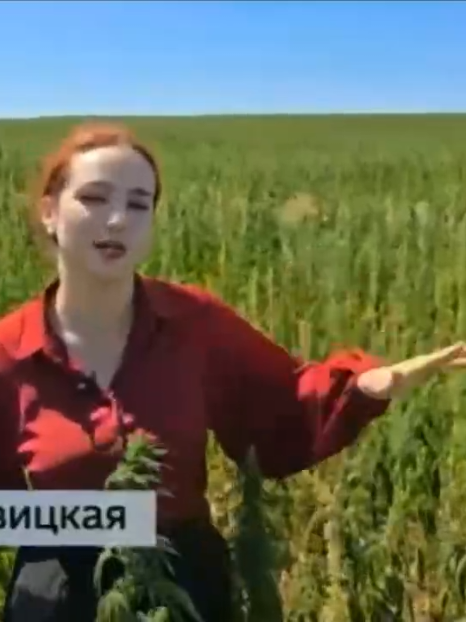 Луганск новости Подробный репортаж о выращивании конопли в Лутугинском районе #новости2025сегодня #типичныйлуганск #новостироссиисегодня2025 #луганск #лнр #лугансксегодня #луганскаяобласть #лугансконлайн #луганскиеновости #новостироссии #донбассновости #россияновости #россиялуганск #новостилуганск #новостирф #днр #Донецк #донецкновости 