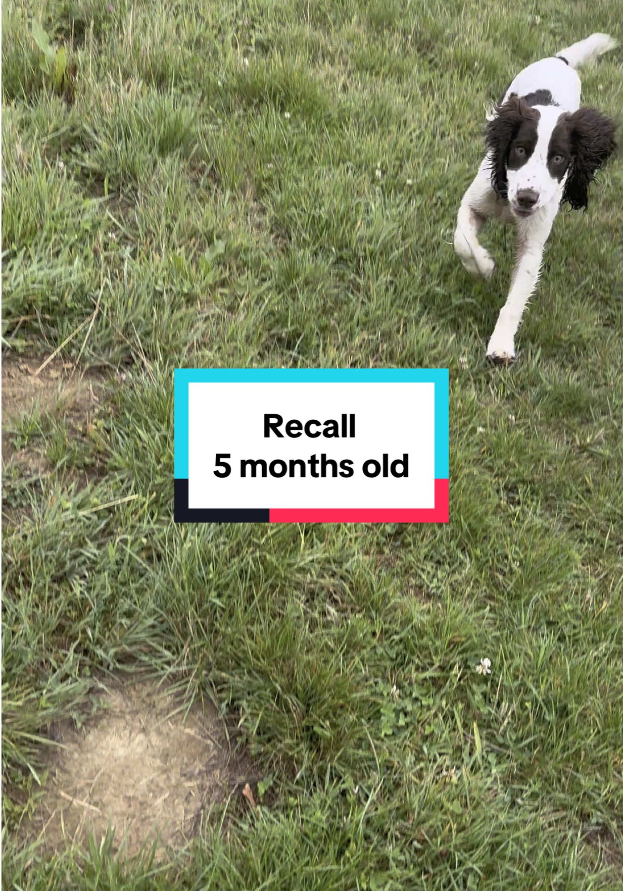 Recall update 💪🏼 At 5 months old this is what recall looks like at the moment. We practice a couple of times a day, every day, and by a couple of times I mean every time he goes further than the circle I want him at of diameter around from me. He mostly stays in that circle, choosing to checking in before he gets there, but if not I recall 🩵 I still pay every recall and every check in, with food, toy play or both 🩵 He loves the game of recall 💙 Whistle and lanyard from @Paws@Brooklyn Gundog Supplies  #recalltraining #recall #dogrecall #dogrecalltraining #DogTraining #positivereinforcementdogtraining #dogmum #dogblog #doghappy #puppytraining #puppyrecall #puppiesoftiktok #puppies #spaniel #gundog #gundogpuppy #gundogsofinstagram 