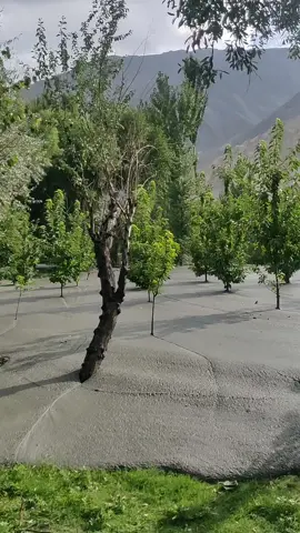 Flood in Jutal #viralvideo 