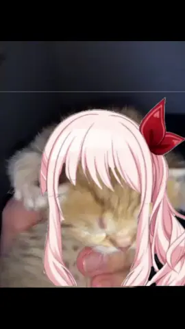 I love cats, especially Akiyama ones . . . . . #tiktokplsfyp #memes #ilovemizukiakiyama #noflop #funny #ehehe #mizukiakiyama 