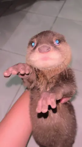 Rosa udah mulai berat😂 #otterlover #otter #babyotter #cutepet #fyp 