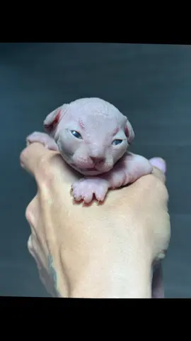 Mon merveilleux Anubis 🔮  #sphynx #sphynxcat #sphynxlove #sphynxofinstagram #cat                         