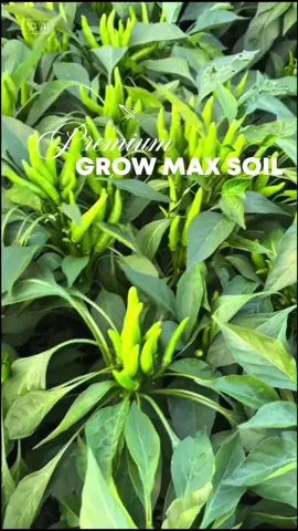 TANAH KERAS?YA DI GROW MAX SOIL in AJA #PetaniGenZ #GrowMaxSoil #TanahToxic #BertaniModern #GenZBertani #soilglowup 