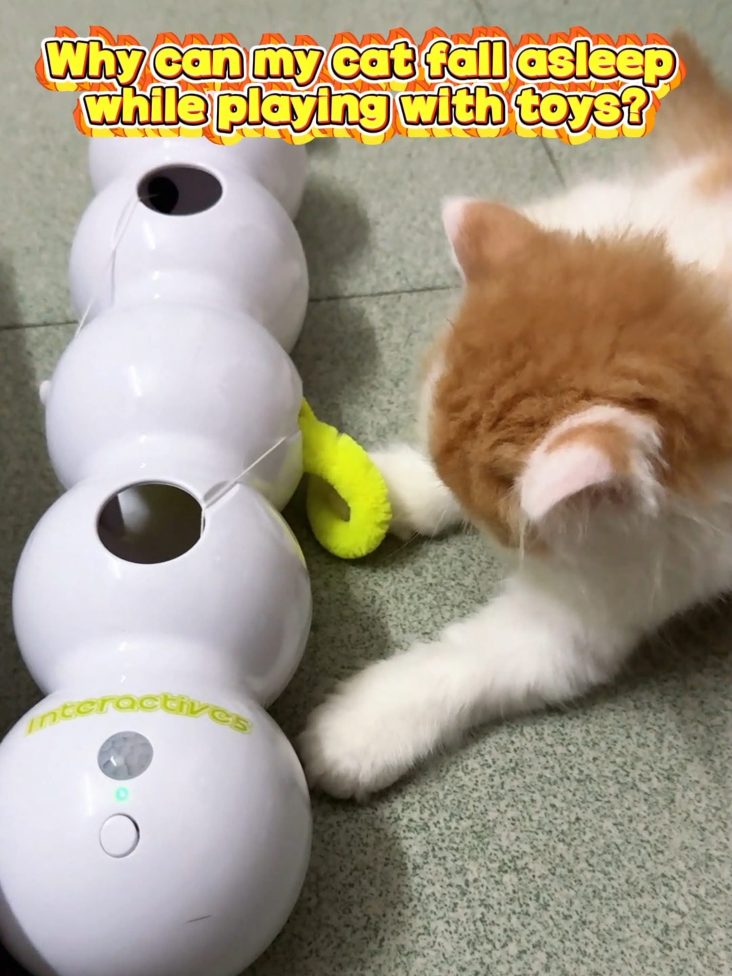 Interactive Wriggly Worm Caterpillar Toy.#interactive #catlover #ilovemycat #scottishfold #britishshorthair #catmum #catsoftictok #funnytoys #tiktok #fyp #toys #tiktokshop #cattoys