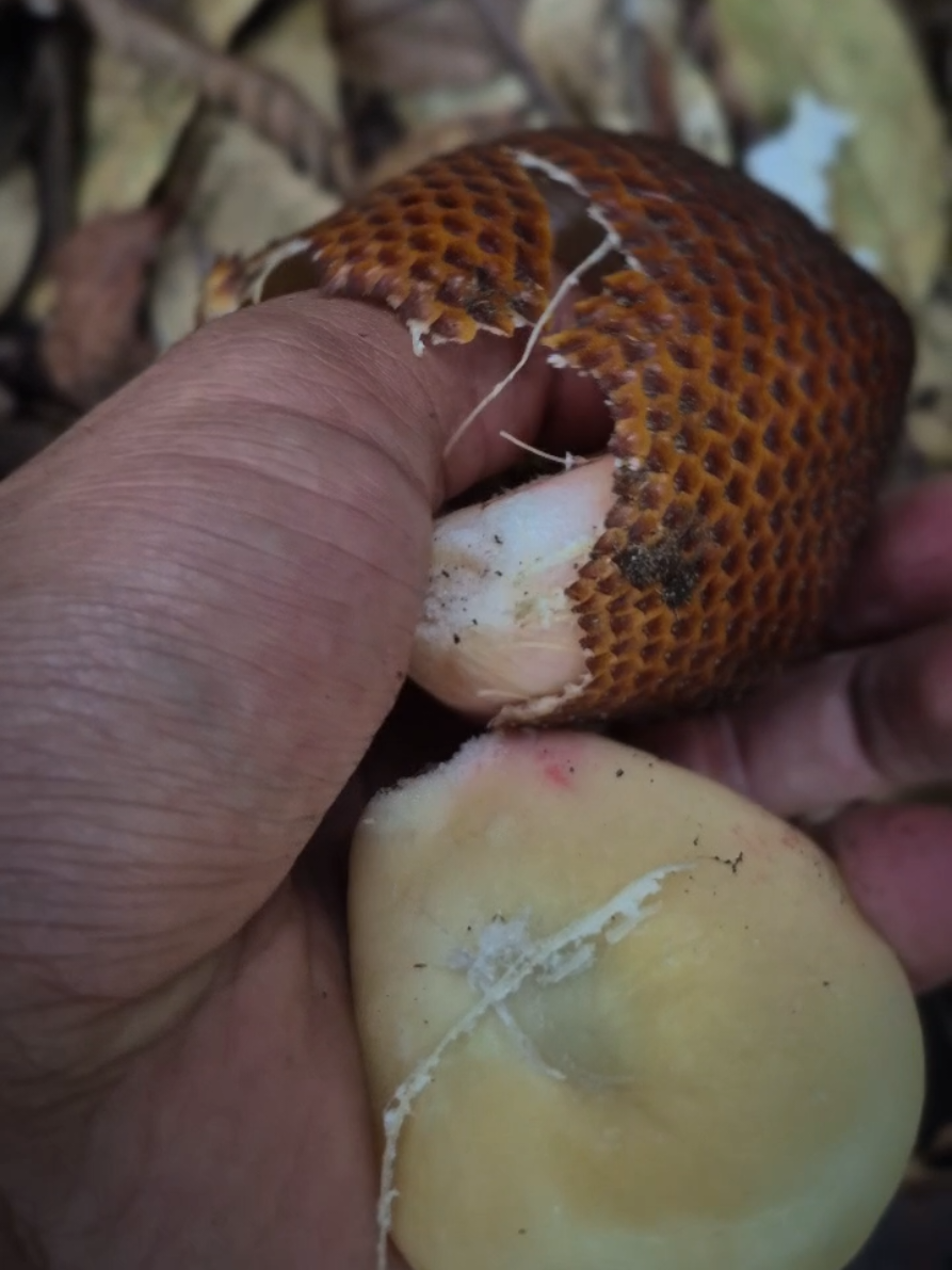 Asmr Makan Salak Sumatra.! #asmr #rohapenjelajah #survival 
