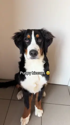 Excuse me 🙈 #puppyhiccups #bernesemountaindog #bernesepuppy #hiccups #dogsoftiktok #fyp 