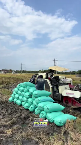 #combineharvester #bimo102ss #putratunggal #putratunggalgrup #gabahgank #ทีมงานเจ๋งราตรีลพบุรี #bosmuda #gabahbalap🌾 #fyp #fypシ゚ #fypシ゚viral #fyppppppppppppppppppppppp #fyp #fypシ゚ #fypシ゚viral #fyp #fypシ゚ #fypシ゚viral #fyppppppppppppppppppppppp 