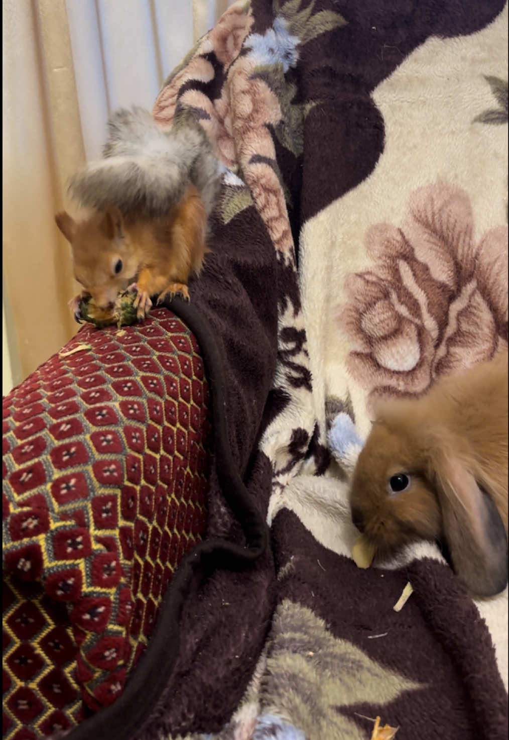 Коли увесь світ почекає)😍 #squirrel #animal #beautiful #masha #животные #funny #білка #fan #animals 