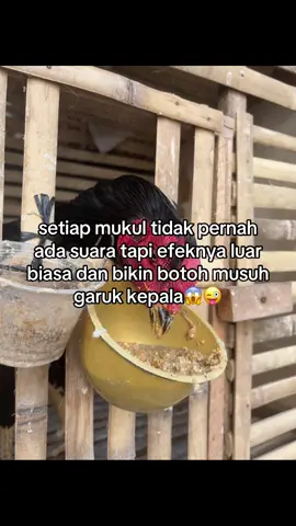#larkumbang #ayambangkoksuper #salamsatuhoby🐓🐓🐓🙏 #pamangon #pakhoyfullbrakot #plucker #peternakmuda #ayampama #wiringkuning #nganjuk24jam #foryoupage 