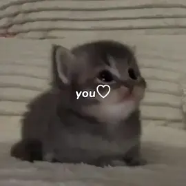 🐱 идея не моя, видео не мои #ты #foryou #fyp #fyyp #recommendations #котики #мило #us 