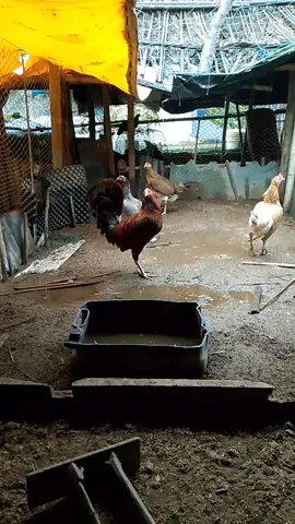 mời e tham khảo bộ nọc mỹ punkin với mái siu bên e.hứa ra nhưng siêu phẩm cho ae.ae cần gà mỹ hú e