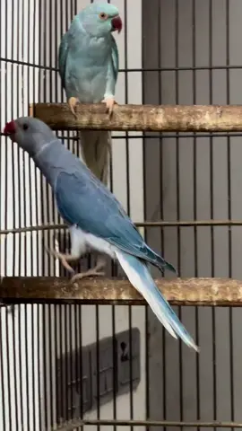 #for #fyp #millionviews #parrot #ringneck #ct #colors #mix #aviculture #shok #hobby #breed #breeding #mutation #birdland #hassanwaqar #gujranwala #pakistan #💚 #❤️ #💜 