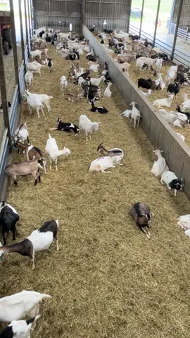 Het houdt niet op, niet vanzelf ❤️🐐#geitenboerderij #goatfarm #goattok #goatsareawesome #goatlife 