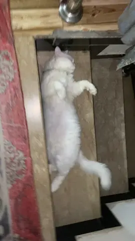 😂#foryou #catvideo #mashaallah #oreology 