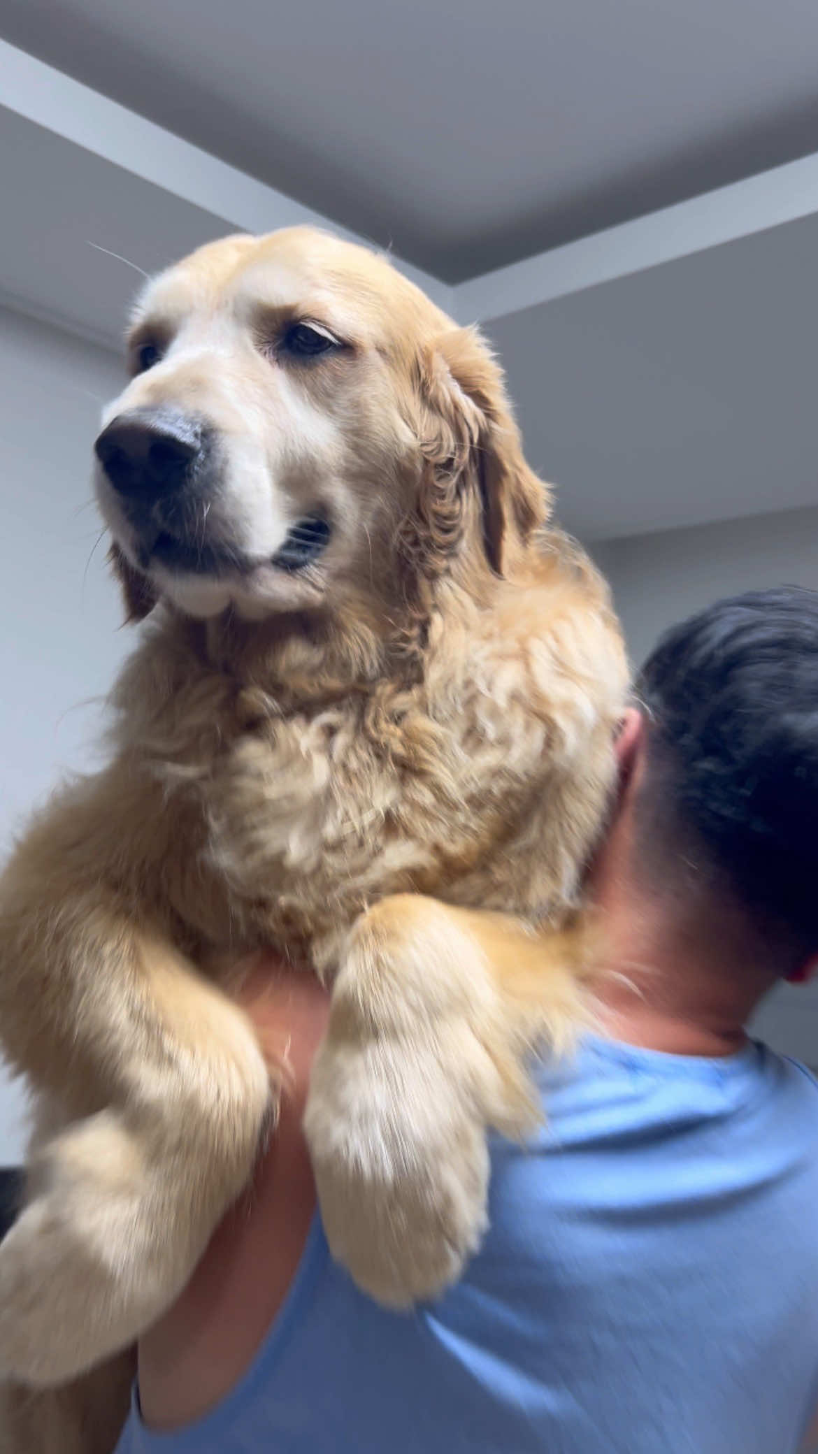 충격 47kg 대형견 럭키, 5kg 살쪘다?! 몸무게 재기 거부·프라이버시 선언! 물놀이 다이어트 도전🐶💦 관절 건강 지키기 프로젝트 #강아지 #댕댕이 #반려견 #브이로그 #골든리트리버 #대형견 #동물 #멍멍이 #가족 #강아지먹방 #반려견산책 #골댕이 #산책로그 #힐링영상 #웃긴영상 #dog #pet #goldenretriever #puppy #DogTraining #largebreed #petfamily #petvlog #doglover #dogsofinstagram #Vlog 