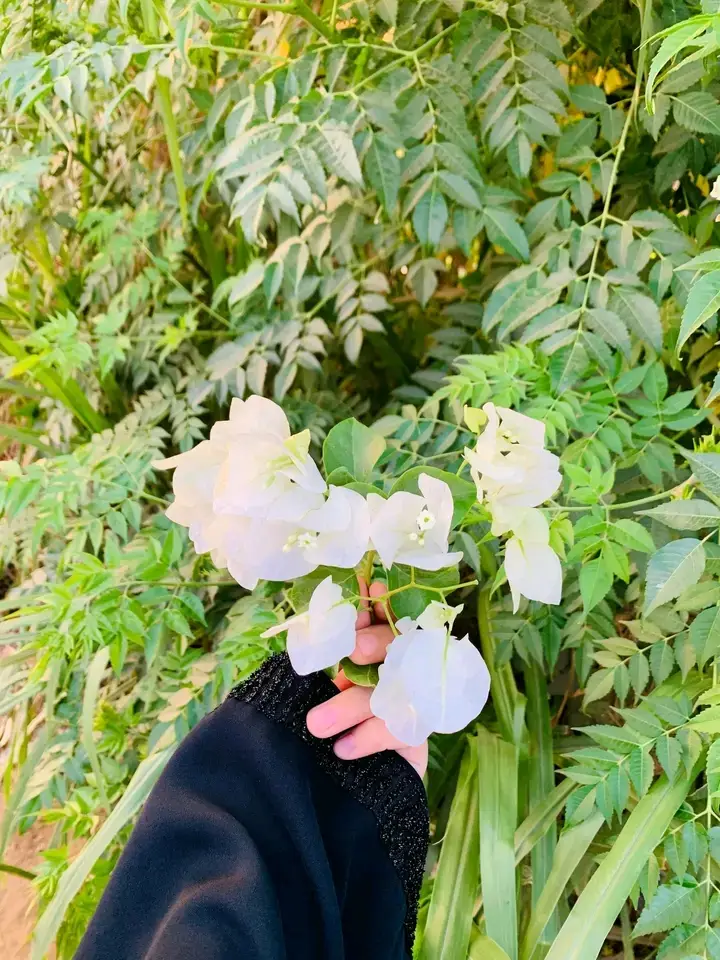 ما عارف نفسي ضحكت كم مرة في حياتي.❤️‍🩹 بس المتأكد منو أنا أكتر لحظات ضحكت فيها من جوة قلبي كانت وسط أصحابي.🫂 أكتر لحظات كُنت فيها بكامل حقيقتي كانت وسط أصحابي أصحابي هم الوحيدين اليمكن شاركتهم تفاصيل في حياتي  ما حصل شاركتها قبل كدا حتى مع أقرب لي ناس من البيت♥️ يمكن الظروف فرقتنا (قراية، إغتراب ظُروف حياة. و يشهد الله المقامات ثابتة🫶💞 نحن البينا عامرة ذيِّ ما كُنا أول.😇 حقيقي أسعد لحظاتي و  أسوء إنهياراتي كانت معاهم #عند_المُفترق..  حنفضل ممتنين طول العُمر  للأصحاب الصحبتهم نضيِّفة الخوتهم كانت في الله يمكن بعدتنا المُسافات الجغرافية بس عمرنا ما كانت في مسافات بين قلوبنا. أبقوا عافية🫶💞 #خوطر #من #القلب #خواطر_للعقول_الراقية #هنو 🫶#كلام_يفتح_النفس 