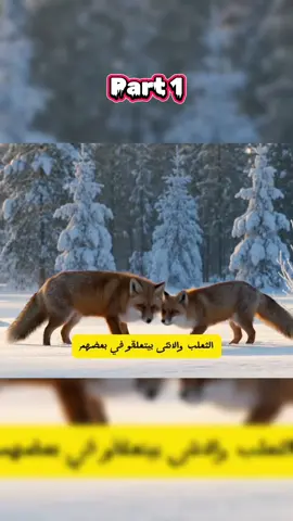 تزاوج الثعلب: قفل غريب وساعات من العذاب في تزاوج الثعالب!  🦊🔥🔥 هل تصدق إن الثعلب لما يتزاوج... بيتعلّق بالأنثى زي القفل؟! مشهد مؤلم وغريب، فيه صراخ، توتر، و