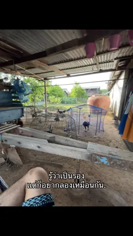 ขอแค่ได้ลอง👊🏻#เทรนด์วันนี้้ #ซุ้มNTฟาร์ม#แผลหันหลังแทง #วัยรุ่นไก่ชน #ก็แค่ซุ้มบ้านๆ #เด็กเลี้ยงไก่ #ฝากติดตามซุ้มเล็กๆของผมด้วยนะคับ🙏🏻 #อย่าปิดการมองเห็น #พิกัดลับสารคาม 