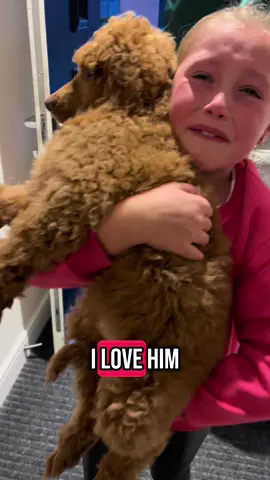 We got a delivery a week before Christmas 🥹❤️🐾 This will forever be my favourite video, and one that I will show the kids when they are older 🥰 Primrose wanted a puppy since forever, and Father Christmas finally listened 🤣🙉 #puppylove #standardpoodle #newpuppy #newpuppyowner #surprisegift #puppytok #familytiktok 
