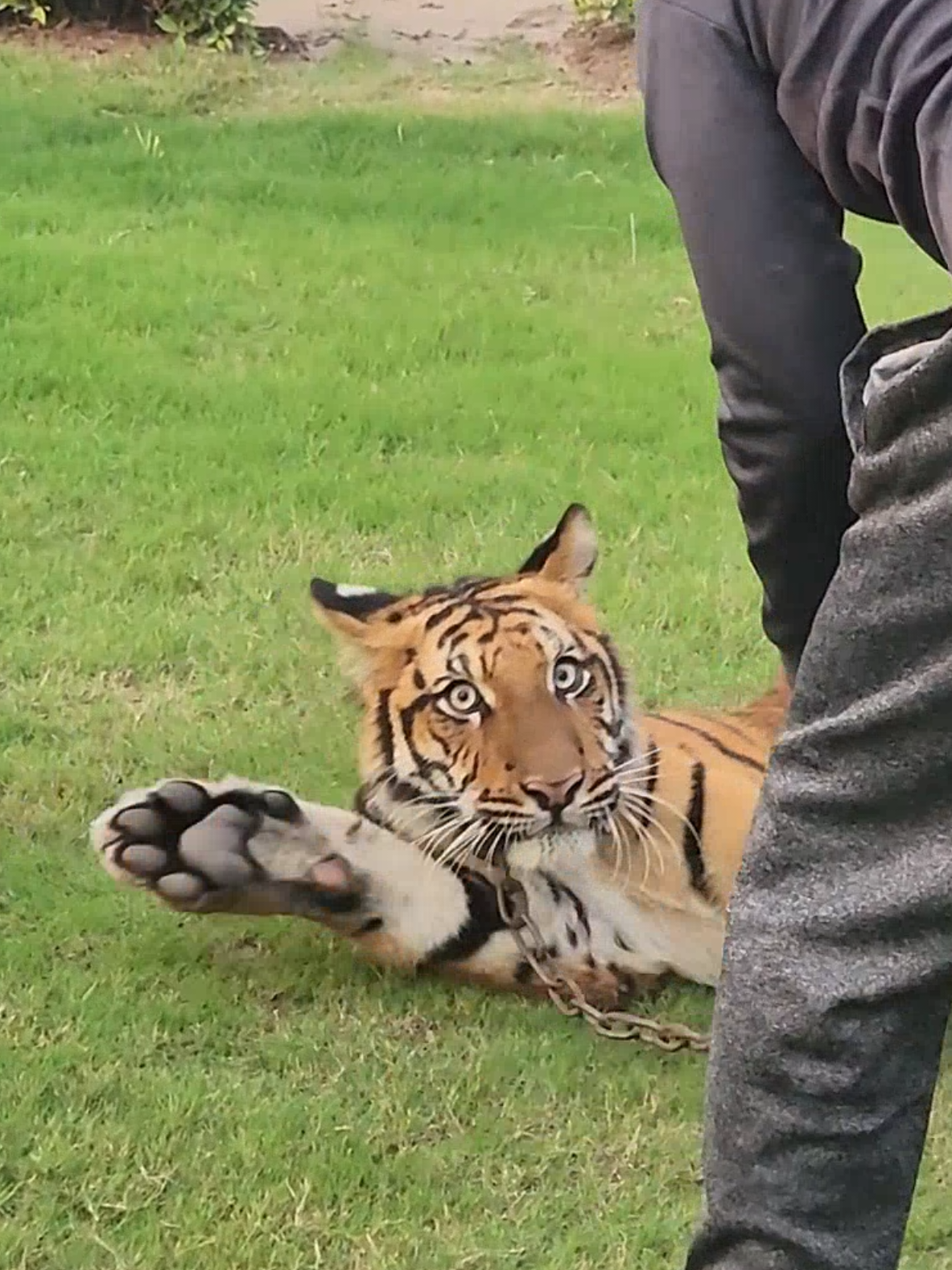 dangerous tiger attack #tiger 