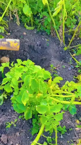 Gardening is fan#foryou #foryourepage #allotment #gardening #potatoes 