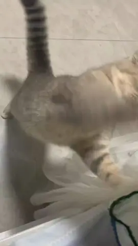 #douyin #china #fpyシ #cat #tiktok #car #lol #😂 #cute #❤️ #fpy #cats 