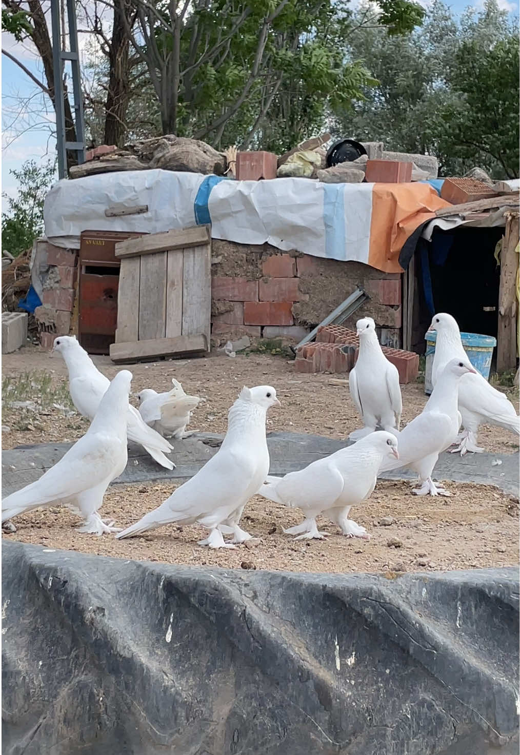 BEYAZ İNCİLER🧿🧿🧿#keşfetteyizzz #kuşbaztv #alatürkiye #taklacıgüvercin #beyaz #keşfetbeniöneçıkart #güvercin #pigeon #ankaraoyunkuşu #güvercinsevdası #güvercin_sevenler #mardinoyunkusu #tgf #keşfet #kayserioyunkuşu #agf #kuş #maşallah🧿 