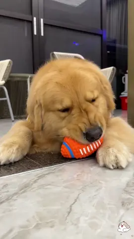 Dogs love this olive squeaky ball! Great for fetch & fun. Order now!