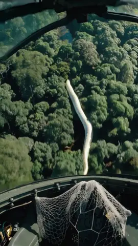 Massive White Serpent Spotted on Military Surveillance in the Amazon Rainforest #Anaconda #AmazonRiver #WildLifeEncounter #HelicopterAdventure #JungleShock #ViralVideo #GiantSnake #NatureReacts #POVFlight #AnimalEncounter #TikTokNature #CaughtOnCamera