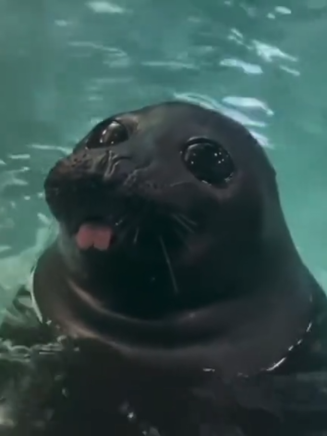 WOBBLY WIGGLY WOBBLY WIGGLY HUUUUUU HUOOOOOOOOOHHH HUUUOOOOOOOOOHHHH SWOOPIDA WOBBLY WIGGLY WOBBLY WIGGLY #silly #seal #sealion 