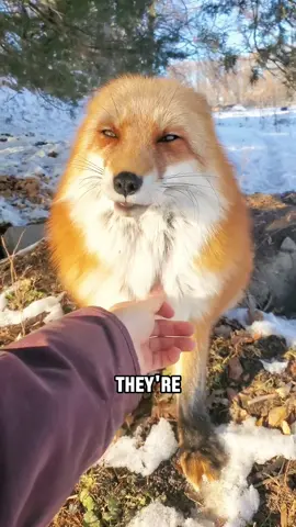 Cute fox #tiktok #fyp #foryou #cute #animals 