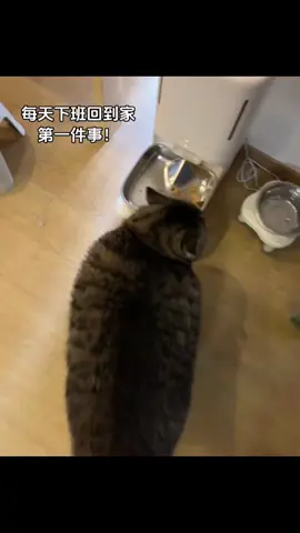 the first thing I do when I get home from work every day#cats #foryou #petlove #meowing #funnyvideos #catlover #funny #cutecat #kitty 