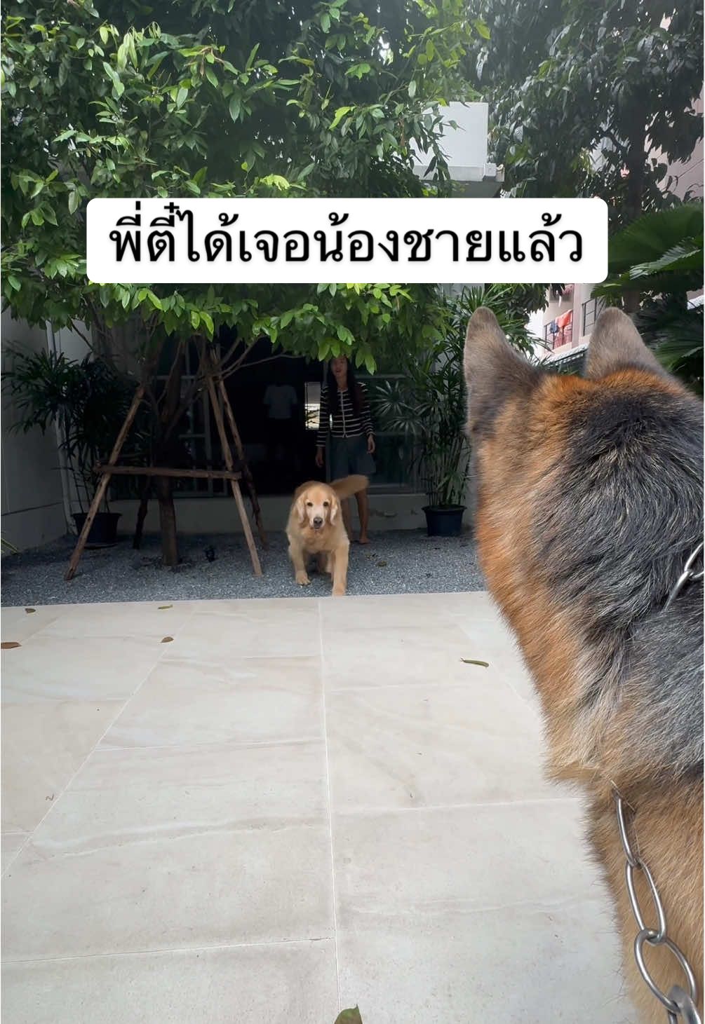 คอปเตอร์ กลับมาเจอพี่ตี๋แล้วครับ❤️🐕‍🦺🦮#คอปเตอร์พี่ตี๋ #coptergsd #hipdysplasia #โกลเด้นรีทรีฟเวอร์ 
