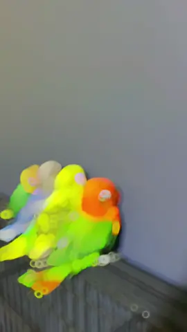 Yang kecil dan mungil #parkit #pet #lovebirds❤️❤️ #talkingbird ##kicaumania