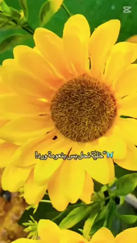 #باسميون #اكلات_شعبية #ورد 