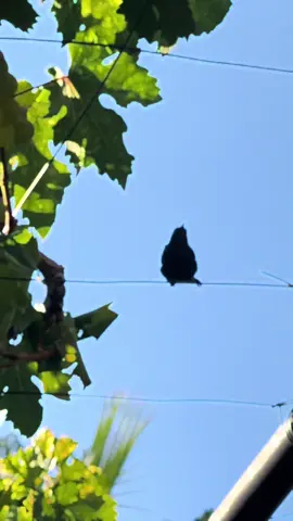 #bird #nature #Home #lebanon ❤️