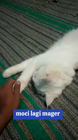 moci lagi mager beratttt