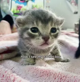 he's such a cutie ☹️ . #cat #kitten #fyp #bf #ilovemybf  @𝓓onnie  || SORRY FOR MY NEW ACCOUNT ASWELL 