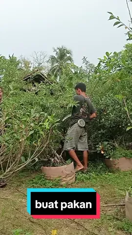 Kata siapa bonsai ga ada manfaatnya #bonsai #bonsailoa #bahanbonsai #fypシ゚ #kebunbonsaiwaykanan #lagu viral motor #musikviral #kebunbonsai #trending 