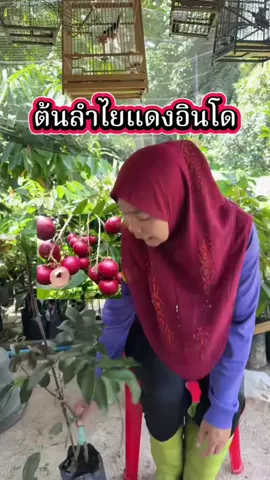 #ต้นทุเรียนแดงอินโด 