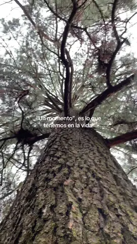⚡️#nature #naturaleza #arboles #frases #forest 